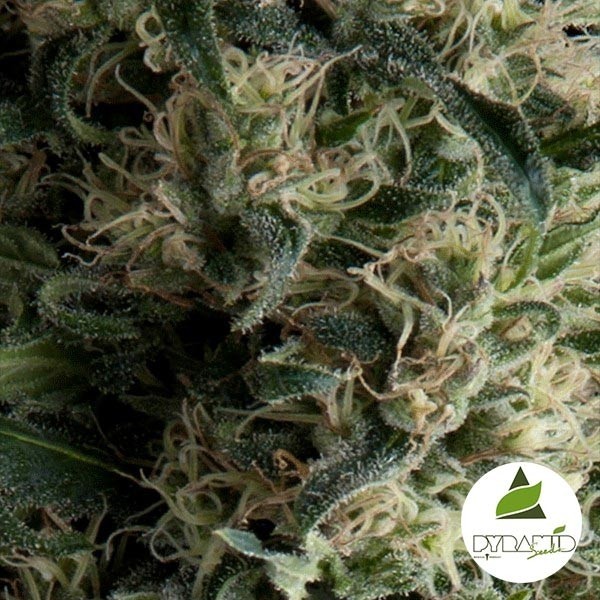 Visualizzazione Auto Galaxy di Pyramid Seeds femminizzata