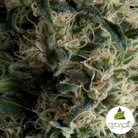 Auto Galaxy di Pyramid Seeds femminizzata
