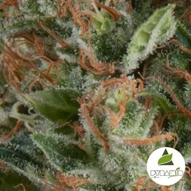 Auto Wembley di Pyramid Seeds femminizzata