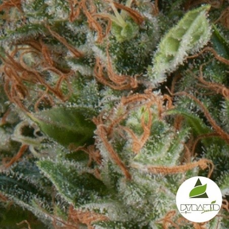 Auto Wembley di Pyramid Seeds femminizzata