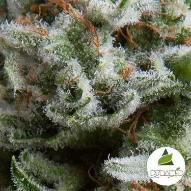 Auto Anesthesia di Pyramid Seeds femminizzata