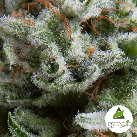 Auto Anesthesia di Pyramid Seeds femminizzata