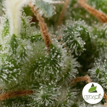 Auto Super Hash di Pyramid Seeds fem.