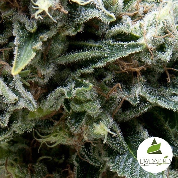 Visualizzazione Auto New York City di Pyramid Seeds