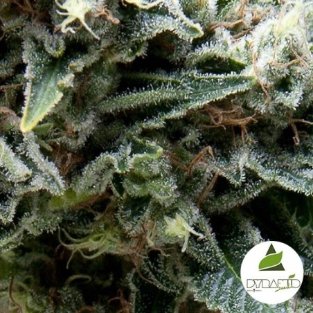 Auto New York City di Pyramid Seeds