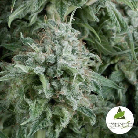 Auto Anubis di Pyramid Seeds femminizzata