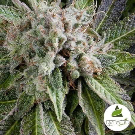 Auto Blue Pyramid di Pyramid Seeds fem.
