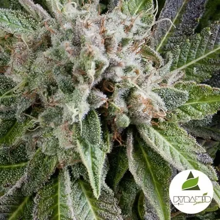 Auto Blue Pyramid di Pyramid Seeds fem.