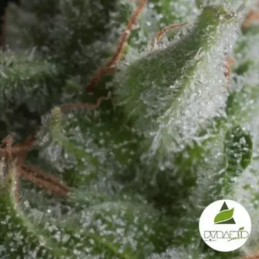 Auto Shark di Pyramid Seeds femminizzata