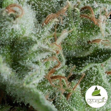Auto Kryptonite di Pyramid Seeds fem.