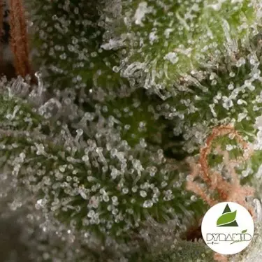 Auto Fresh Candy di Pyramid Seeds fem.