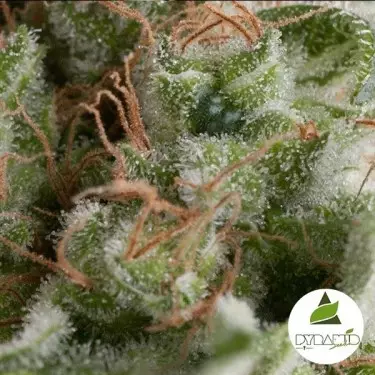 Auto American Pie di Pyramid Seeds fem.