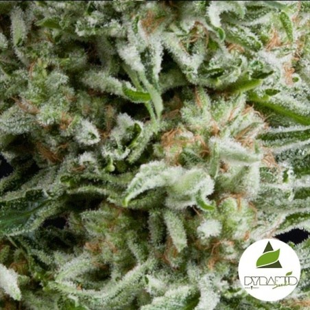 Auto Amnesia Gold di Pyramid Seeds.