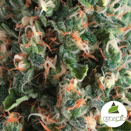 Auto Super OG Kush di Pyramid Seeds