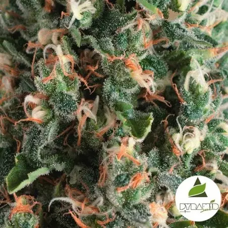 Auto Super OG Kush di Pyramid Seeds