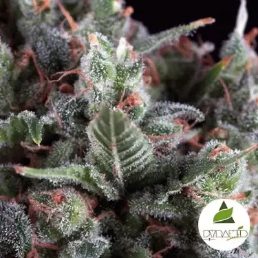 Auto Olympia del banco Pyramid Seeds.