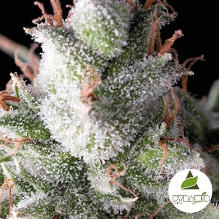 Auto Ramses di Pyramid Seeds Autofiorente.