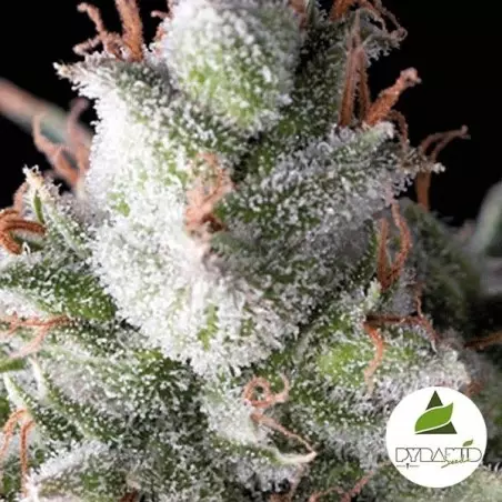 Auto Ramses di Pyramid Seeds Autofiorente.