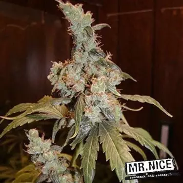 Afghan Haze regular cannabis plant
