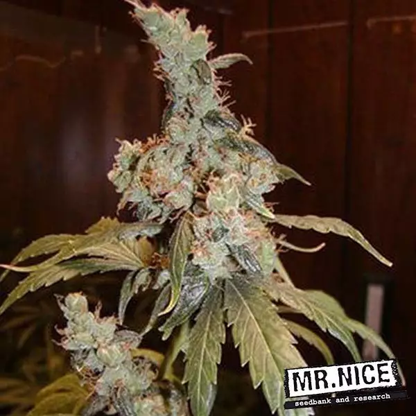 Visualizzazione Afghan Haze regular cannabis plant