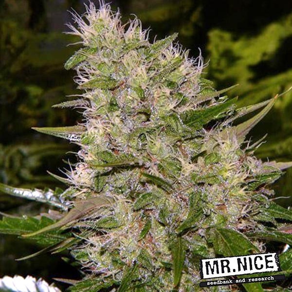 Visualizzazione Critical Mass Regular di Mr. Nice Seed Bank.
