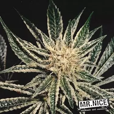 Black Widow di Mr. Nice semi regolari.