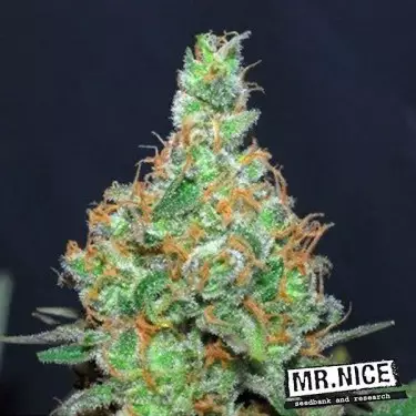 Super Silver Haze Regular Mr.Nice Seed bank.