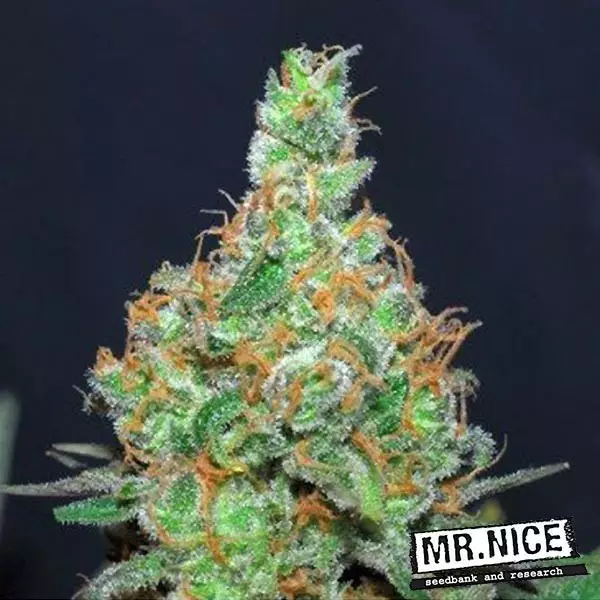 Visualizzazione Super Silver Haze Regular Mr.Nice Seed bank.