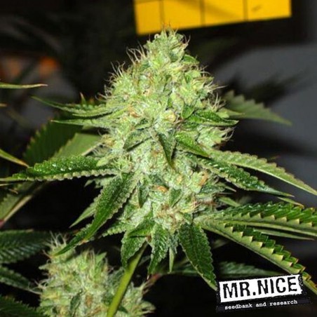 Medicine Man Semi Regolari di Mr.Nice - Grow Barato