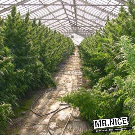 Neville's Haze regolare di Mr. Nice.