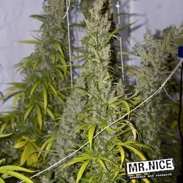 Mango Haze Regular di Mr. Nice Seed Bank.