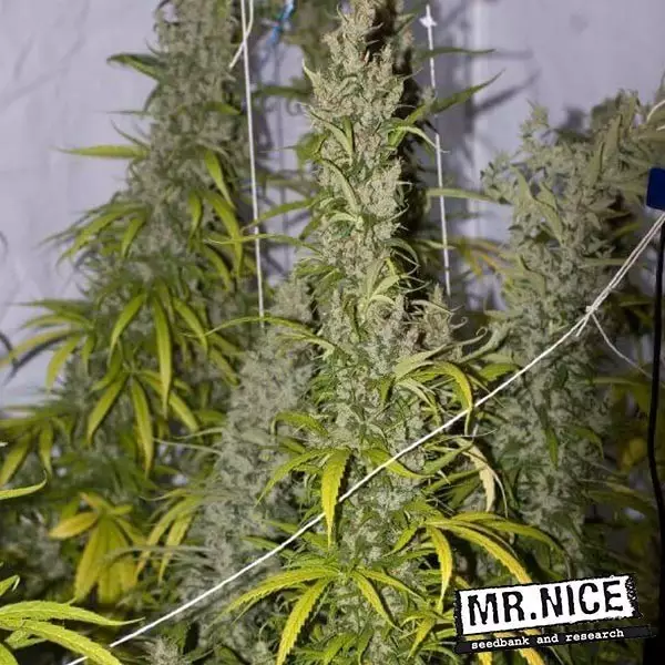 Visualizzazione Mango Haze Regular di Mr. Nice Seed Bank.
