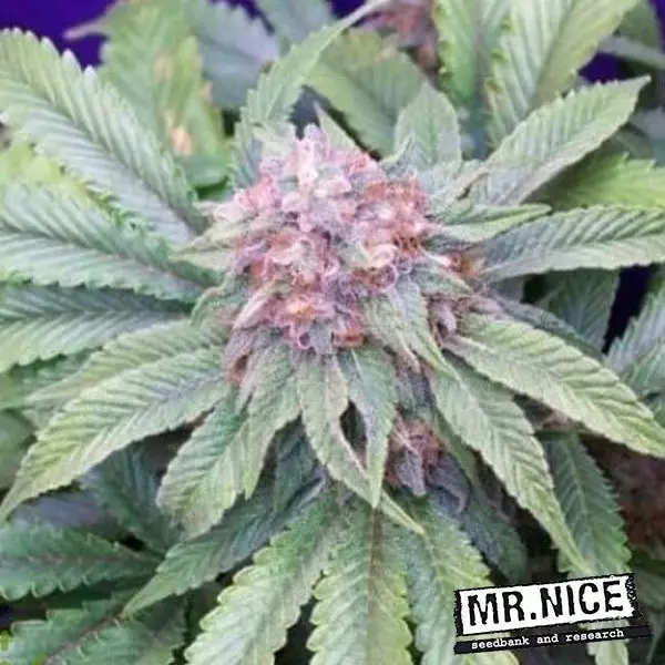Visualizzazione G13 Widow Regular del banco Mr. Nice Seed.