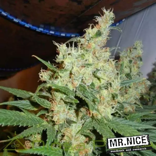 Visualizzazione NL5 x Haze Regular di Mr. Nice Seed Bank.
