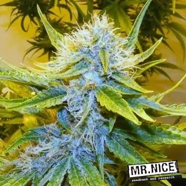 G13 Haze semi regolari di Mr. Nice Bank.