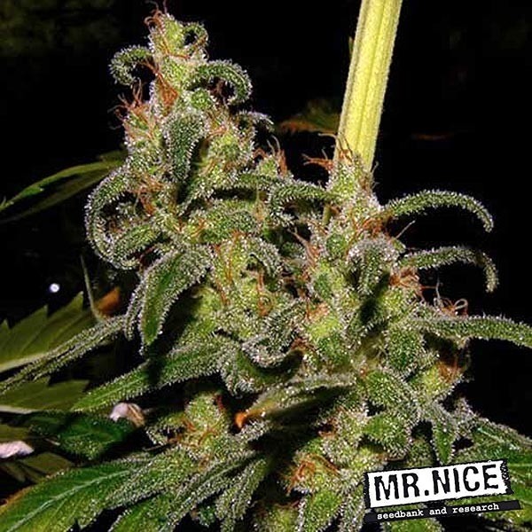 Visualizzazione La Niña 15 semi regolari Mr. Nice Sativa - Grow Barato