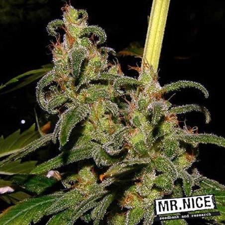 La Niña 15 semi regolari Mr. Nice Sativa - Grow Barato
