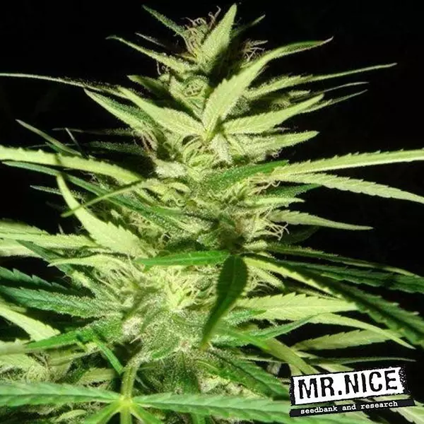Visualizzazione Master Kush x Afghan Haze Regular Mr. Nice.