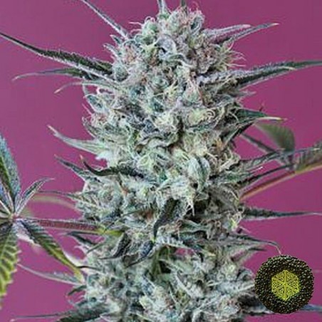 Krystalica regolare del banco Mandala Seeds.