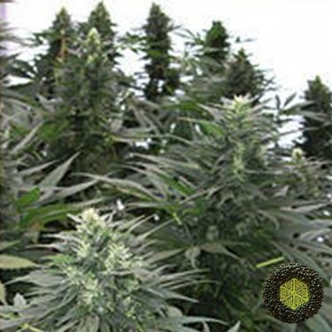 Visualizzazione Safari Mix Mandala Seeds genetiche regolari.