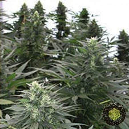 Safari Mix Mandala Seeds genetiche regolari.