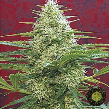 Satori regolare del banco Mandala Seeds.