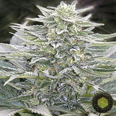 Hashberry