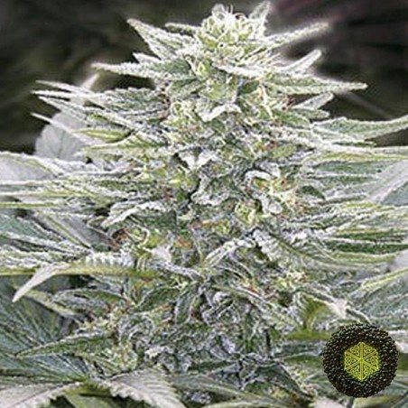 Hashberry regolare del banco Mandala Seeds.