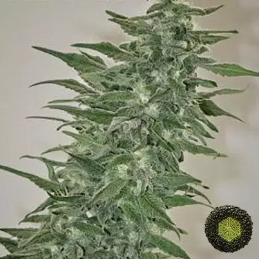 Rishi Kush regolare del banco Mandala Seeds.
