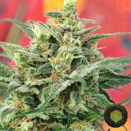 8 Miles High regolare di Mandala Seeds.