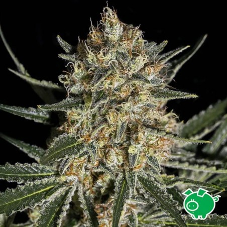 Comprare Face Off OG Bilbo di Genehtik Seeds