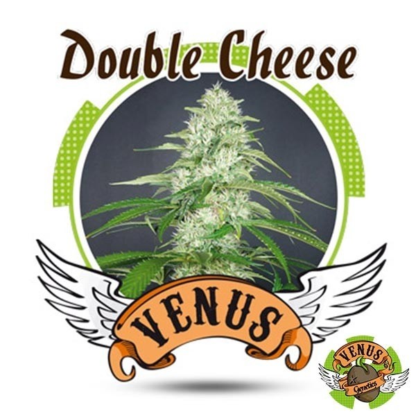 Double Cheese Venus Genetics femminilizzata.