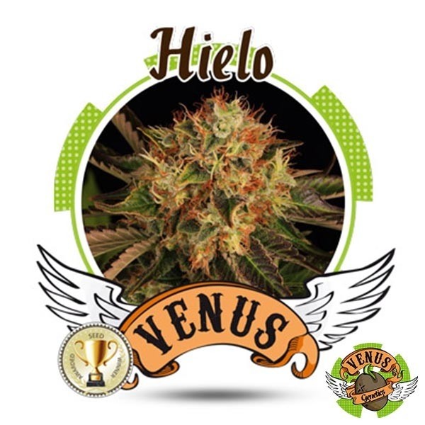 Visualizzazione Hielo