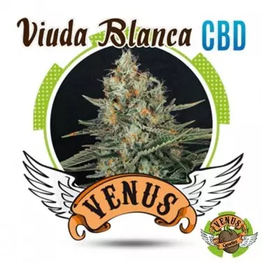Semi Viuda Blanca CBD di Venus Genetics.